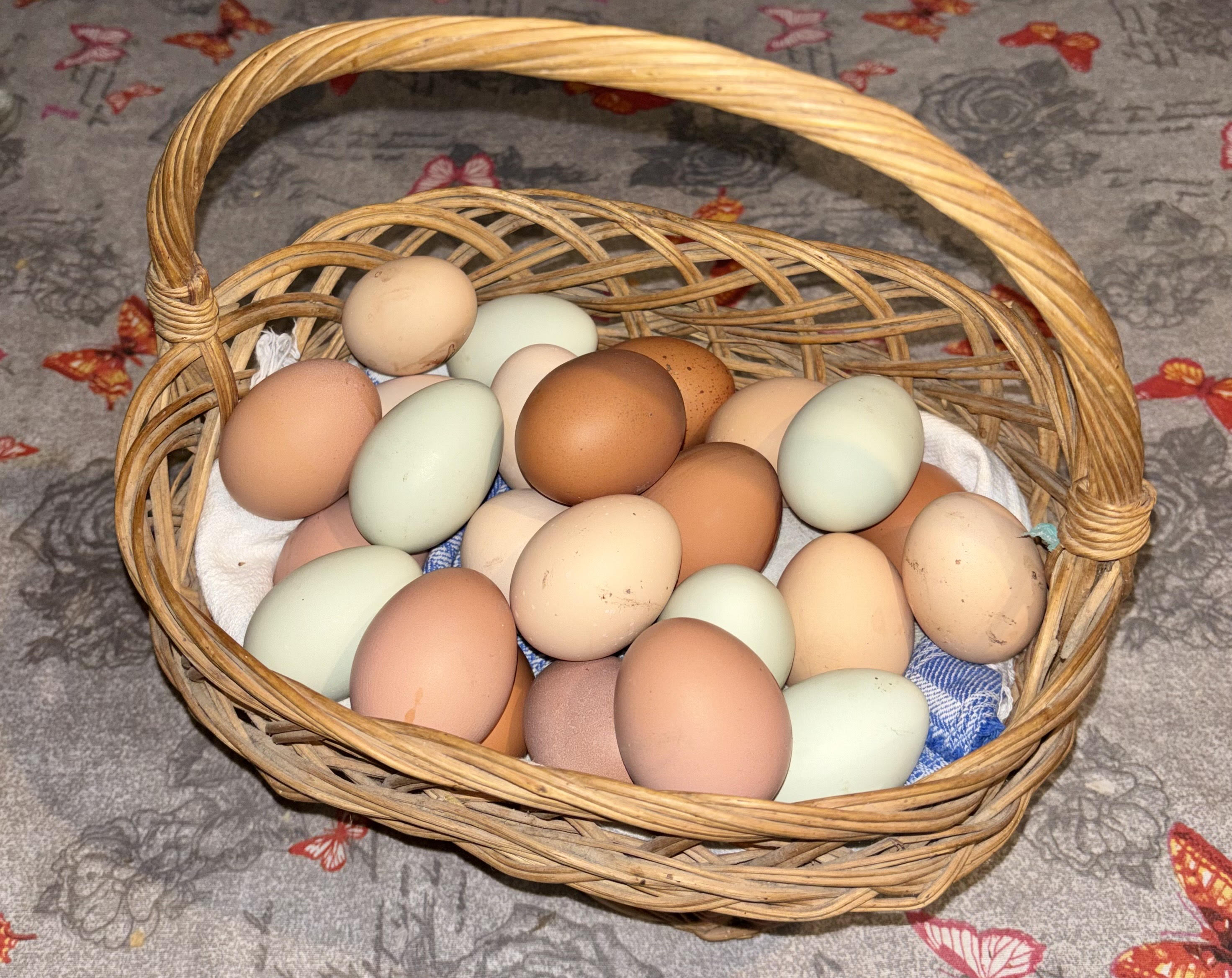 Ouă proaspete free-range